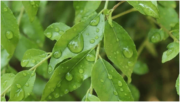 CURRY LEAVES