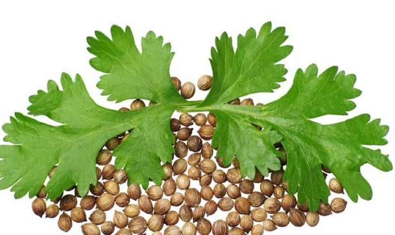 Coriander.png
