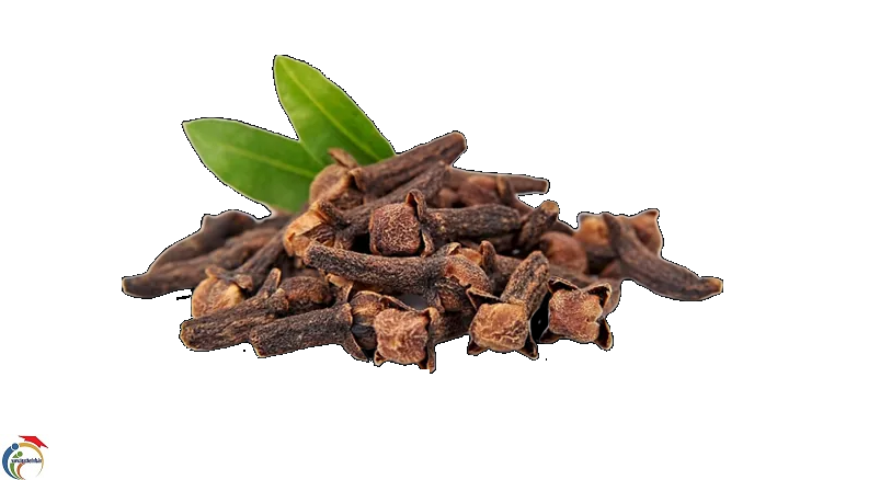 CLOVES