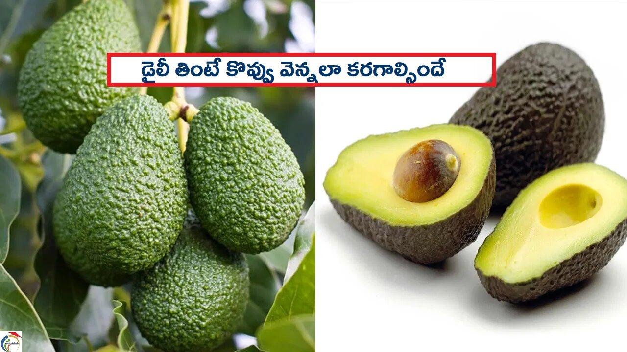 AVAKADO FRUIT