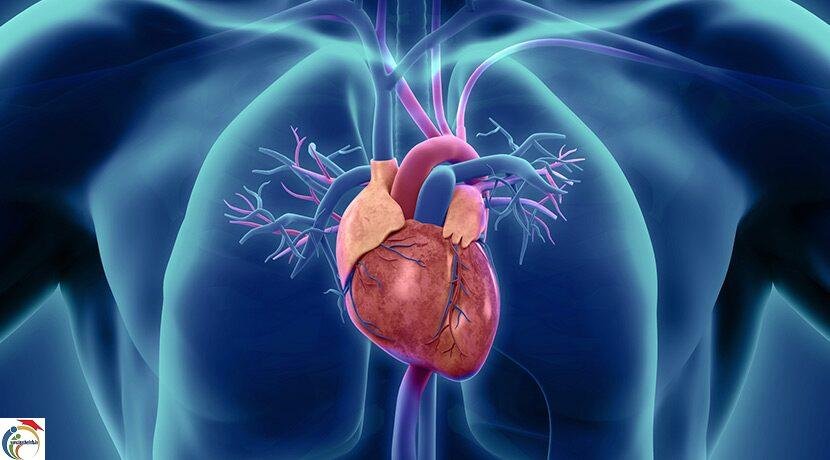 heart