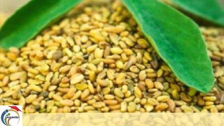 Eating fenugreek