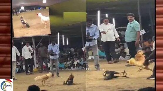 King Rattiah Punju loses in cockfighting..20 lakhs oops