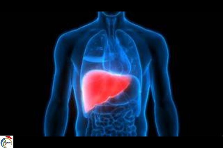liver