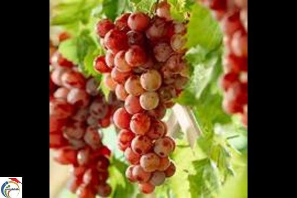 red grapes