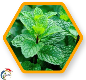Tiger balm leaf