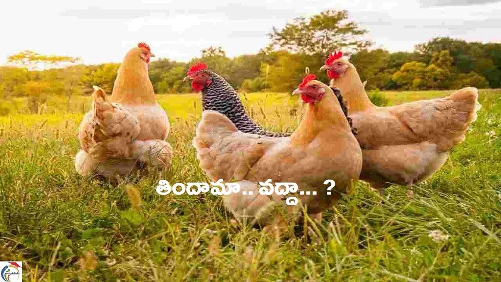 chicken