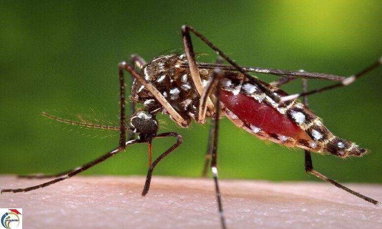 mosquito