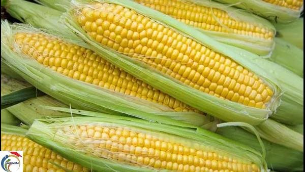 seet corn