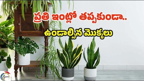 plants