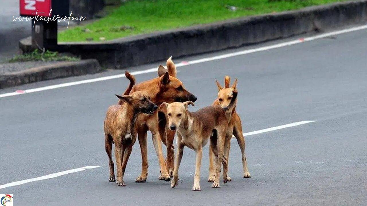 dogs