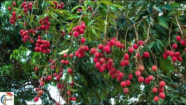 lychee