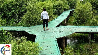 Koringa Mangrove Forest 1
