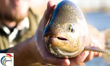 fish 9